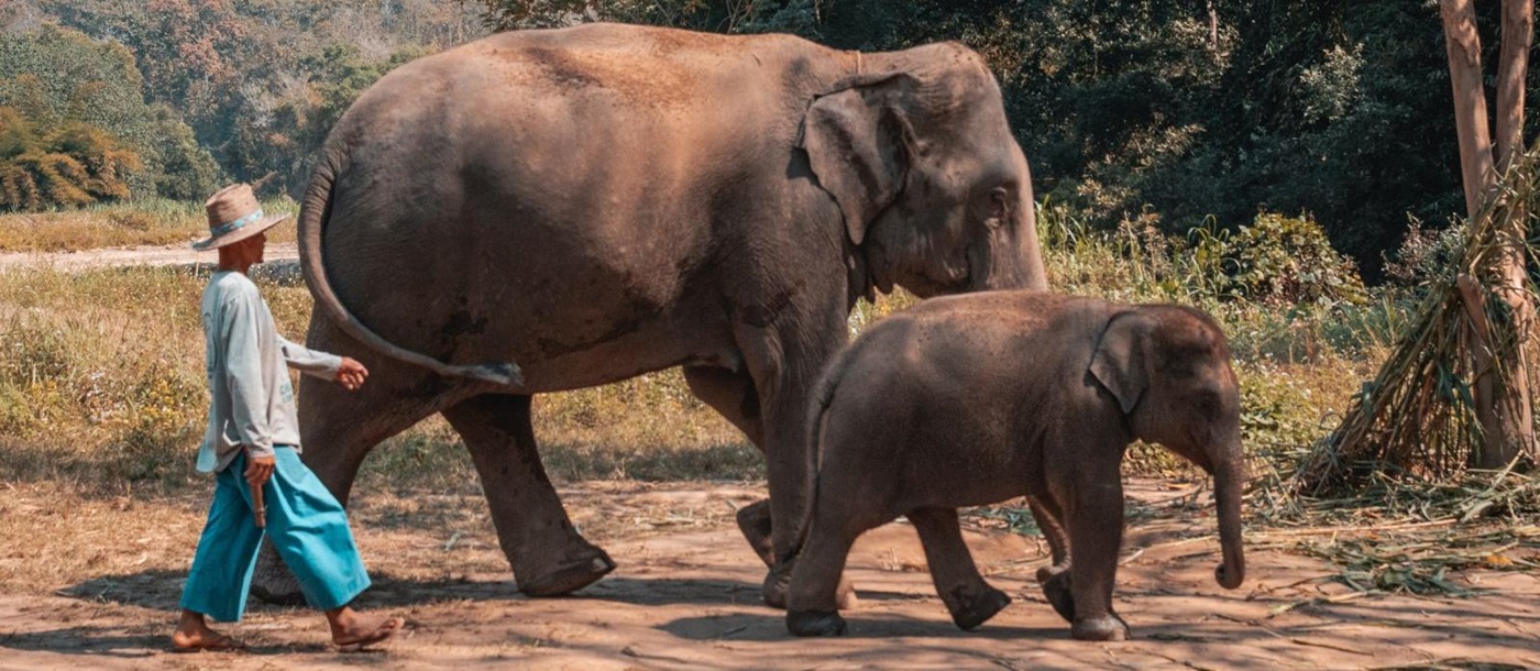 Man walking along an Asian elephant mother and its calf