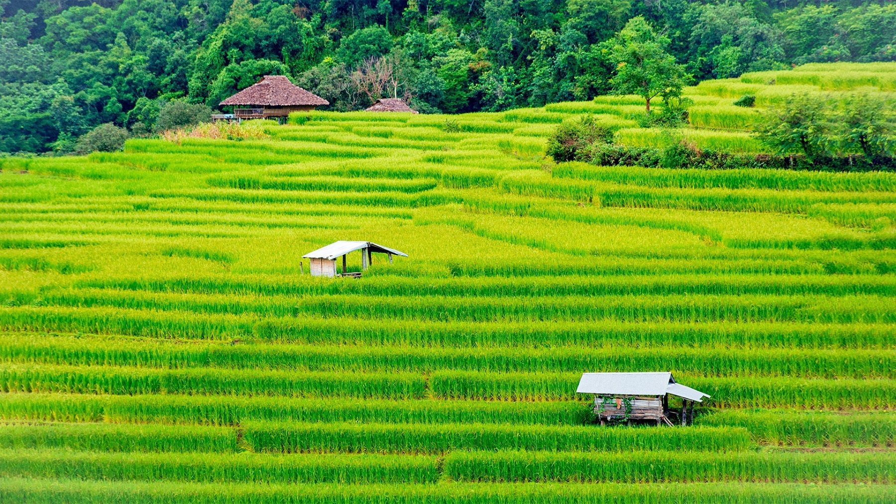 Quiet rice fields in Thailand