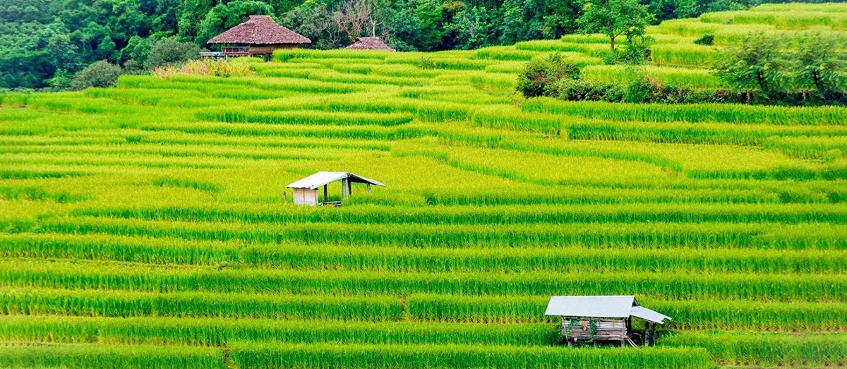 Quiet rice fields in Thailand