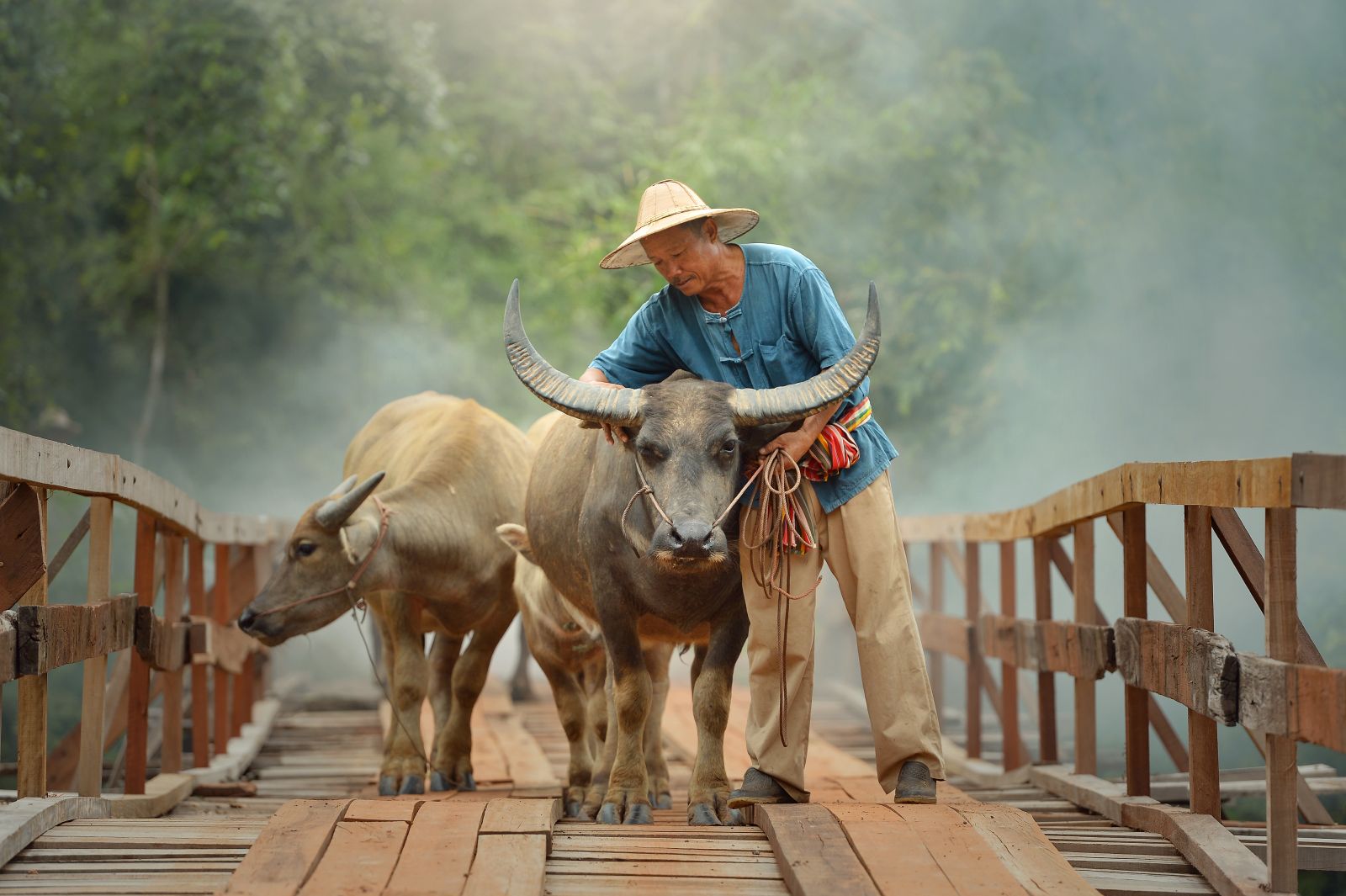 A farmer with buffalo in rural Thailand