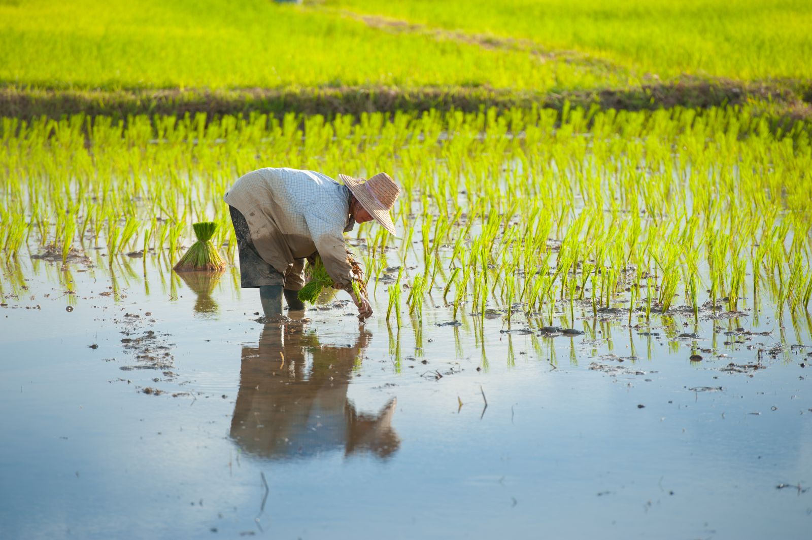 Worker in a rice field in rural Thailand