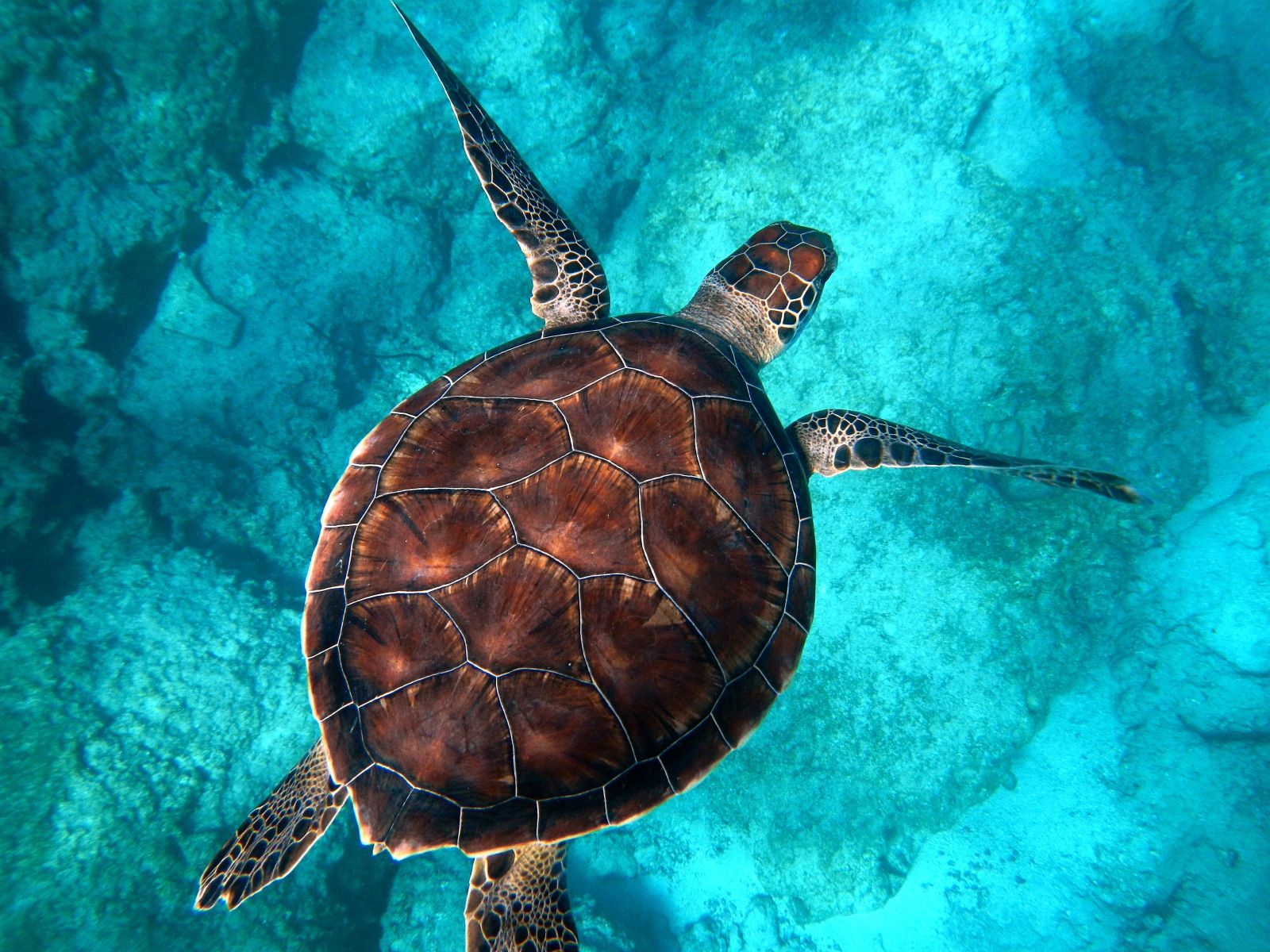 A sea turtle floating in turquoise waters off the coast of Turkey