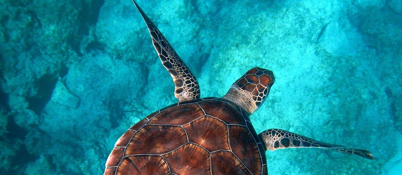 A sea turtle floating in turquoise waters off the coast of Turkey