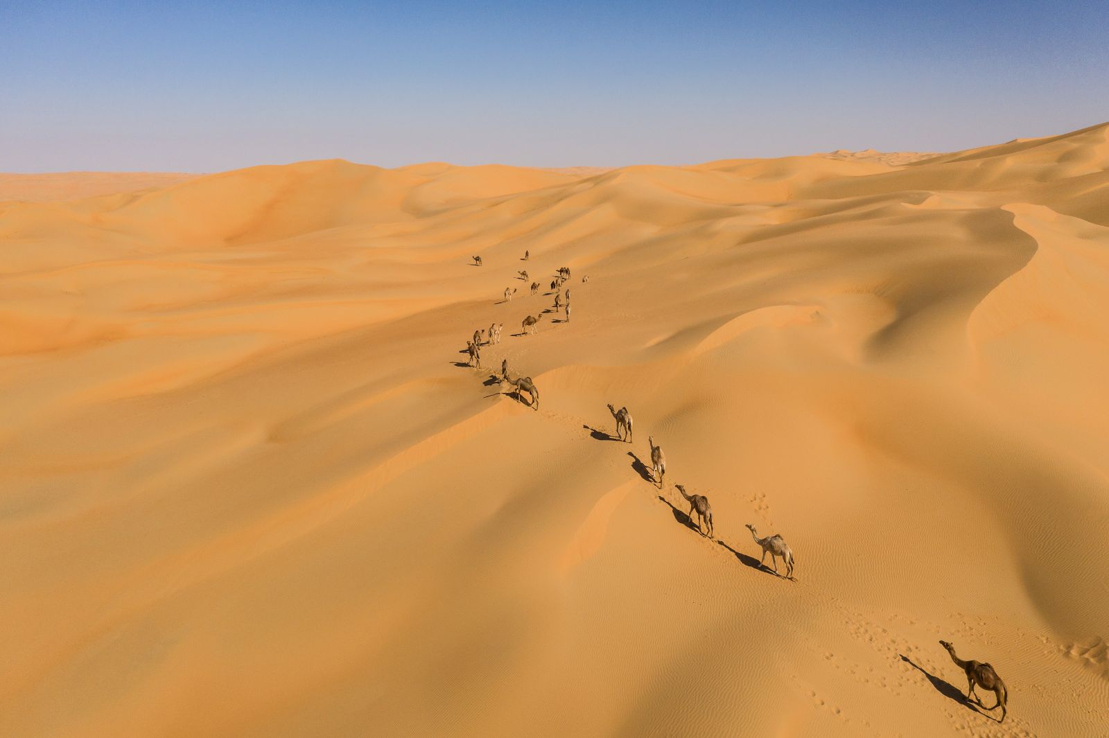 Aerial view of camels on the dunes of Abu Dhabi desert