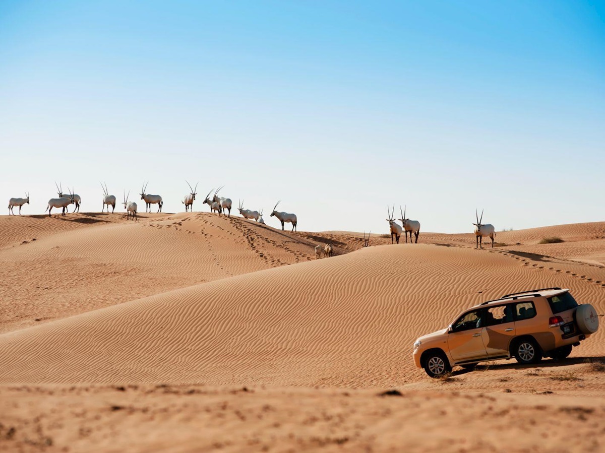Arabian Oryx spotted on the grounds of Al Maha A Luxury Collection Desert Resort & Spa in Dubai