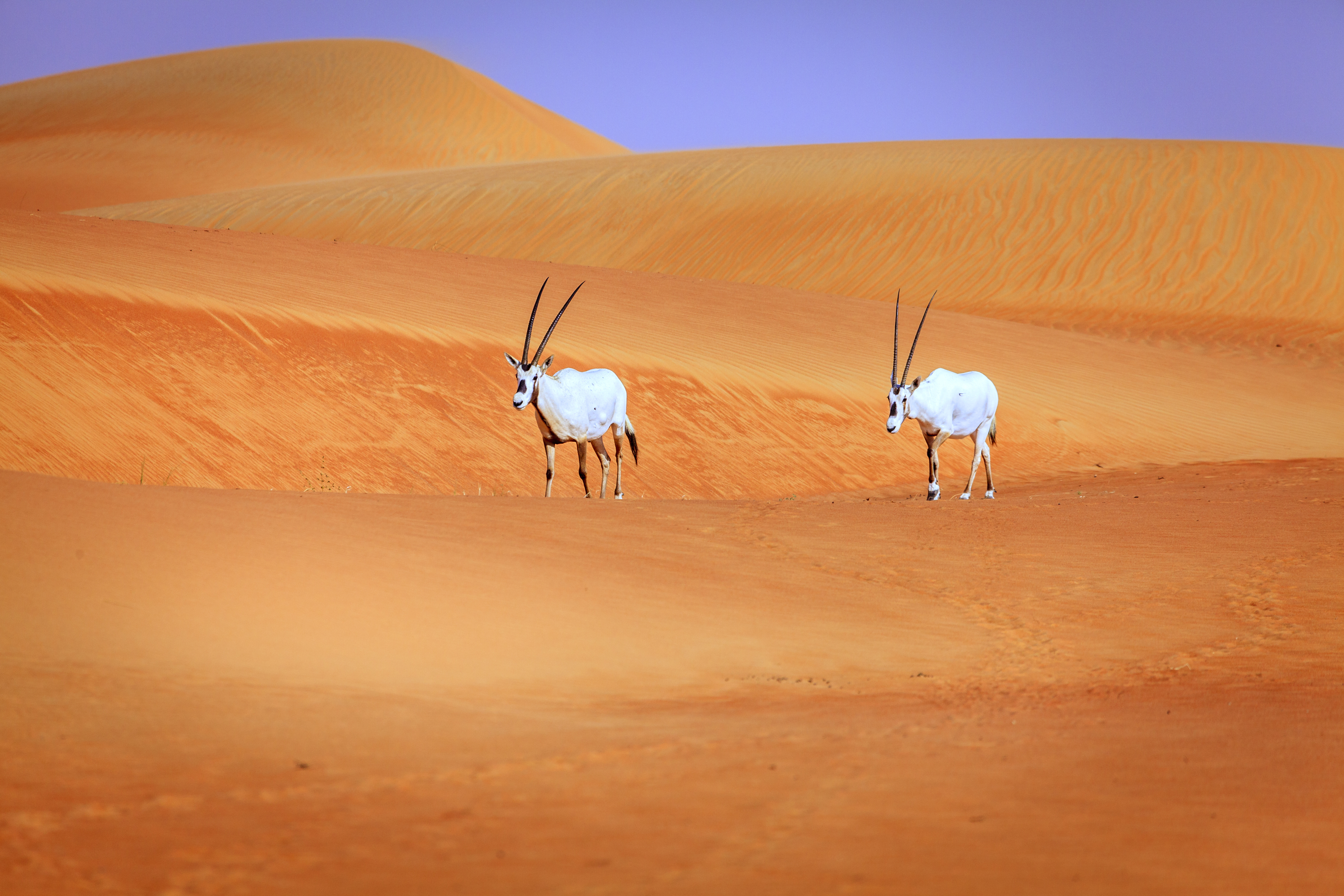 Arabian oryx in the Desert Conservation Reserve