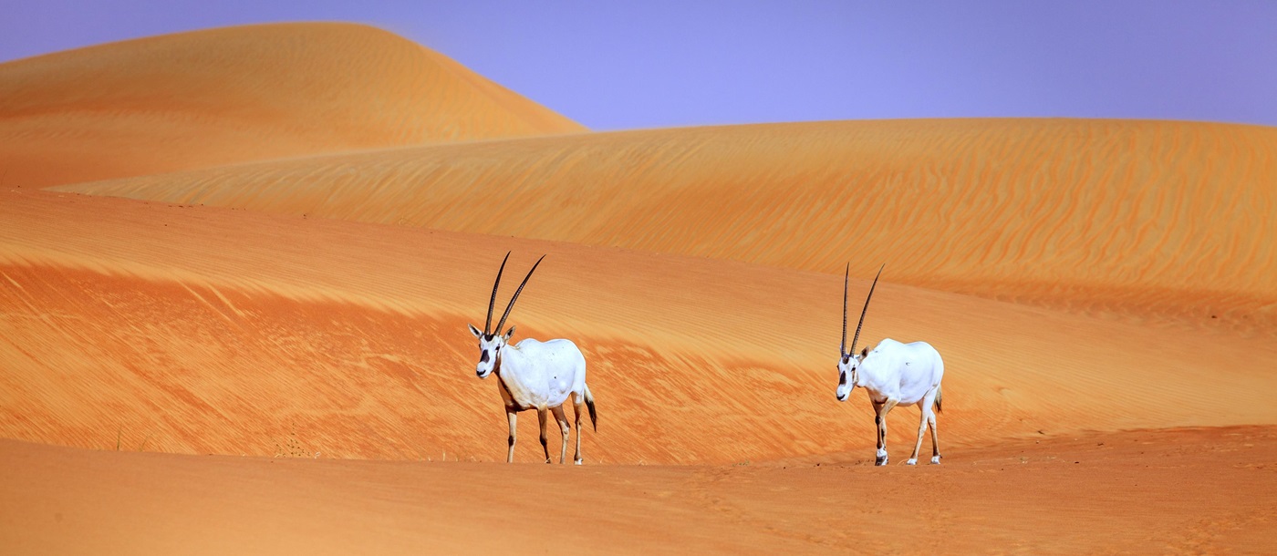 Arabian Oryx in the Desert Conservation Reserve