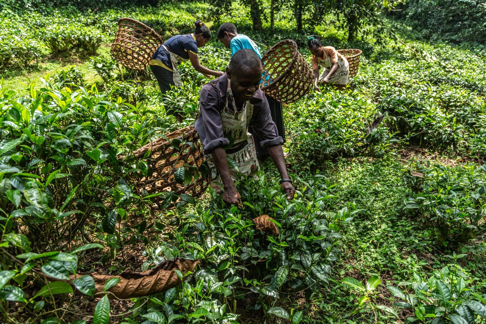 African coffee pickers at work in the fields near Bwindi Lodge in Uganda.
