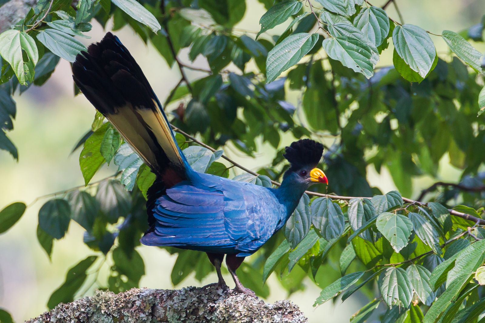 Colourful blue bird in the Bwindi Impenetrable Forest in Uganda