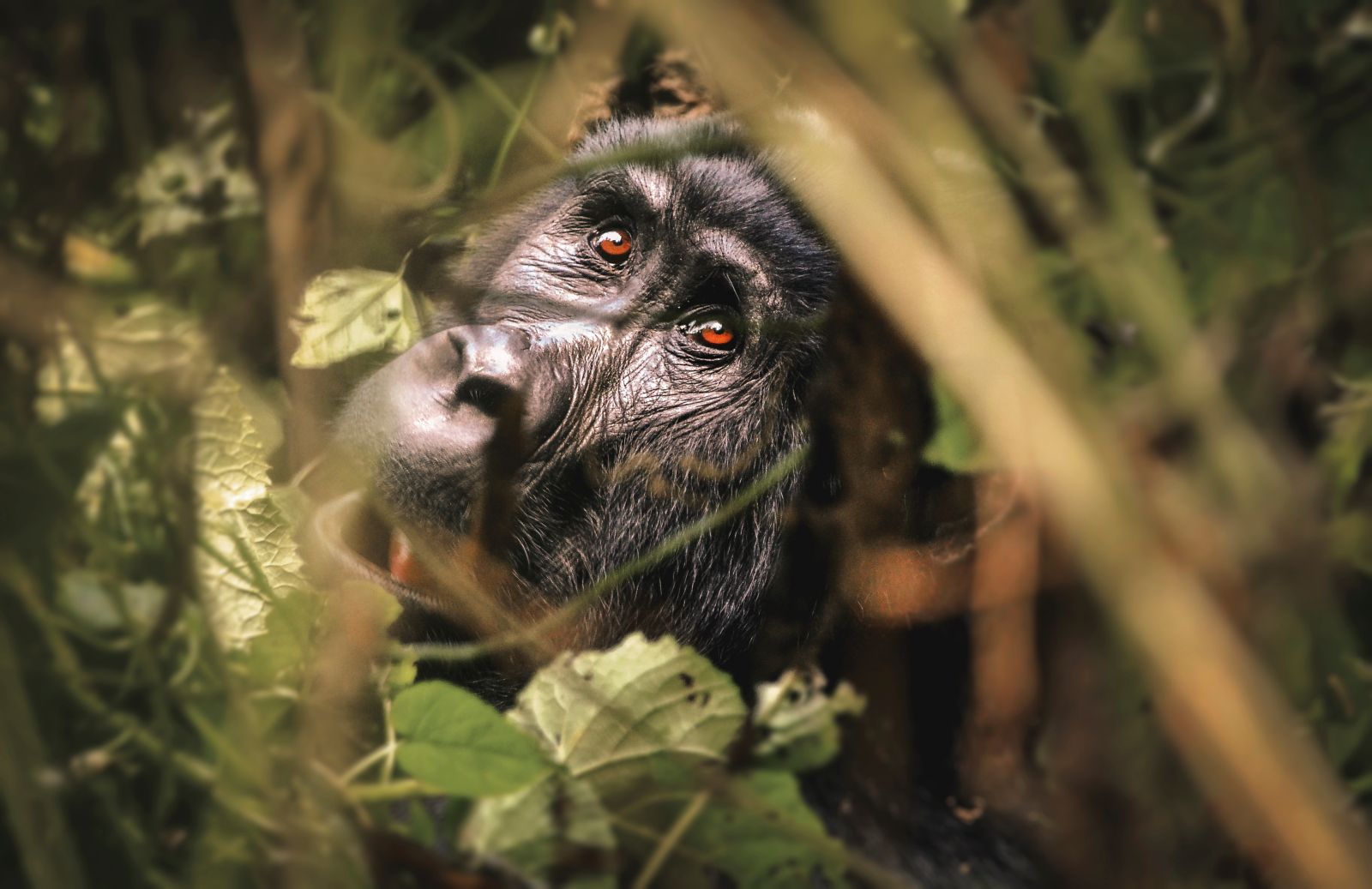 Close up profile of a mountain gorilla in the Bwindi Impenetrable National Park in Uganda