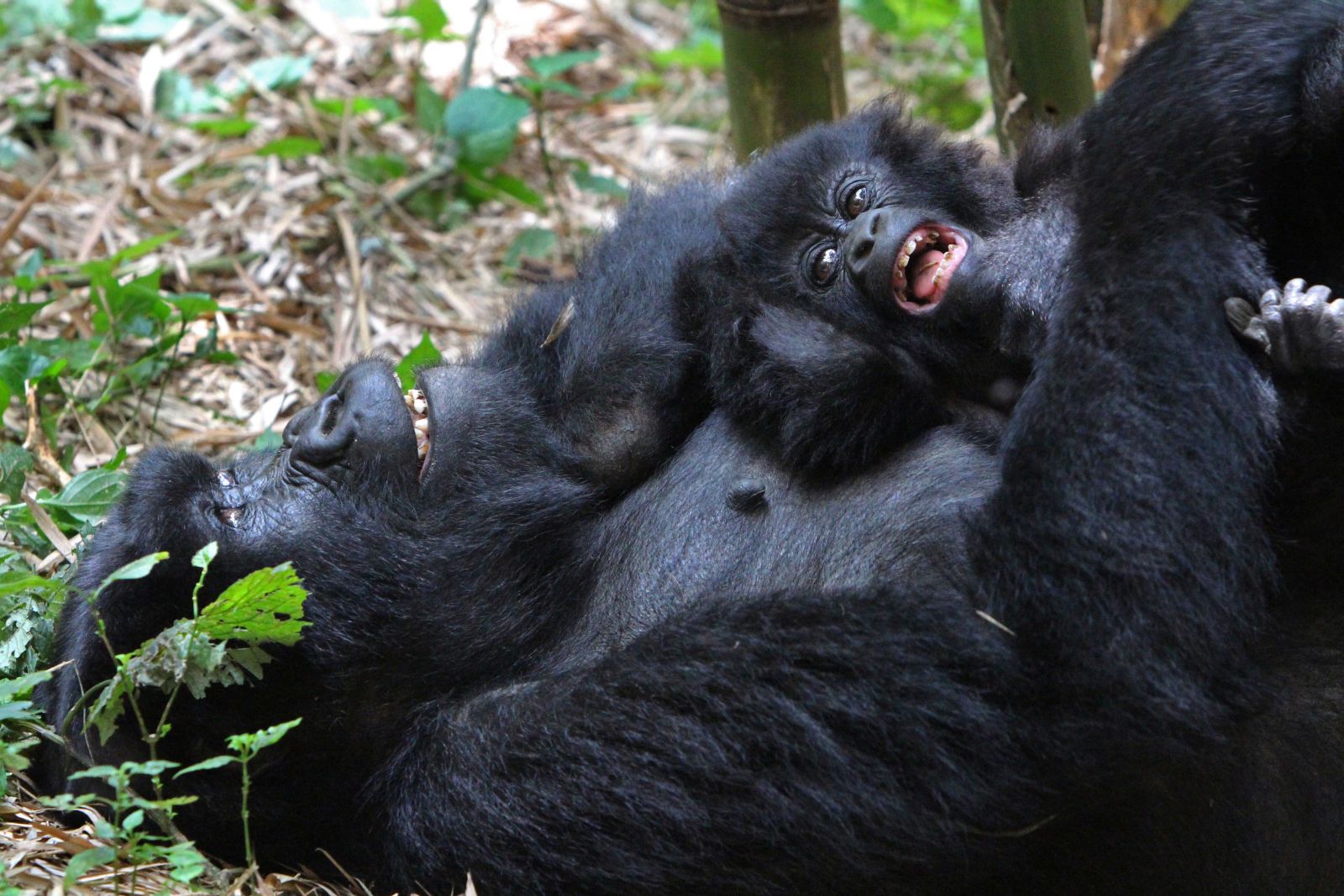 A mountain gorilla lying on their back holding a baby on their stomach in Uganda