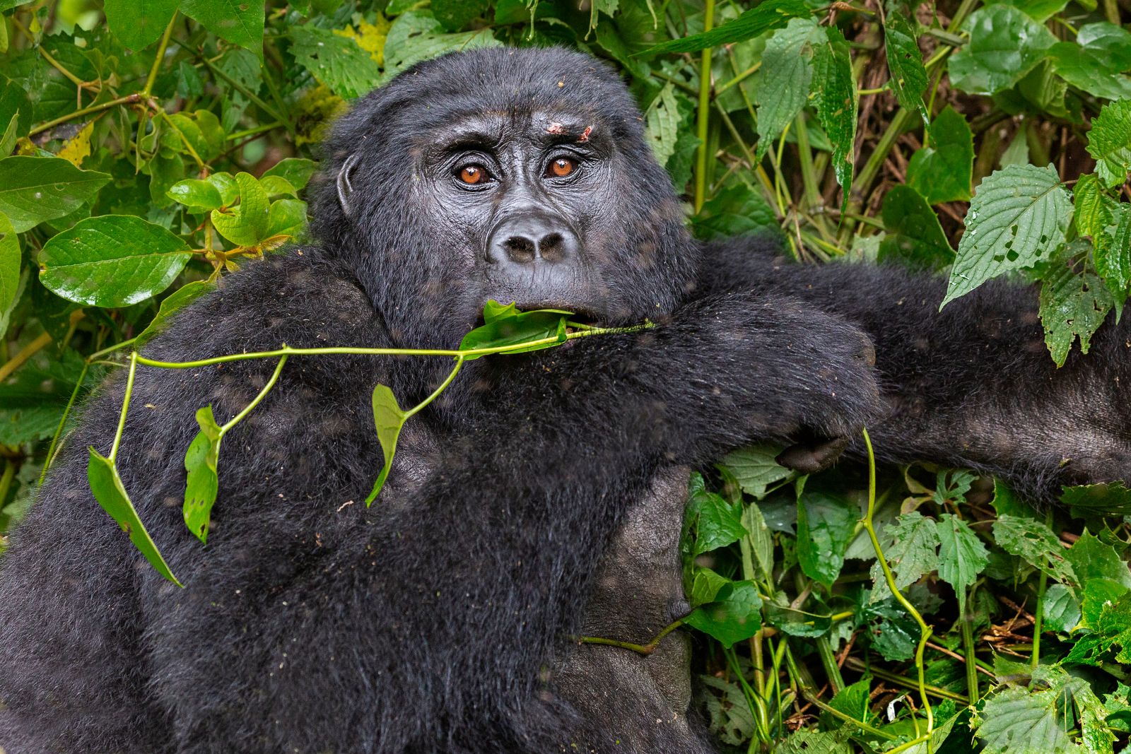 Front profile of a silverback gorilla in the Bwindi Impenetrable National Park in Uganda