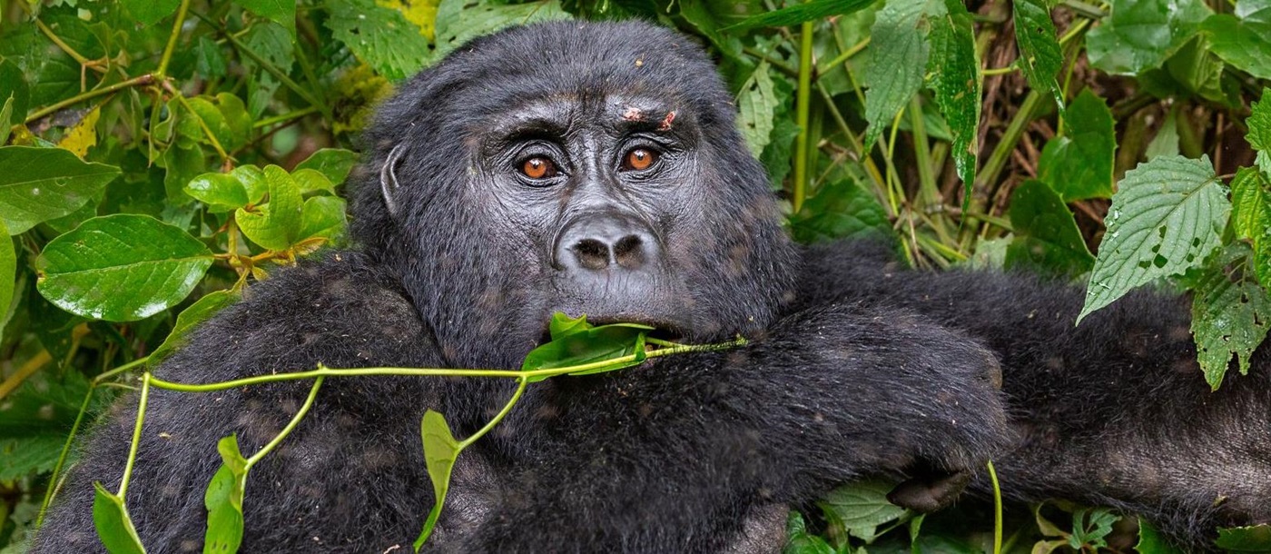 Front profile of a silverback gorilla in the Bwindi Impenetrable National Park in Uganda