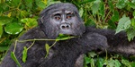 Front profile of a silverback gorilla in the Bwindi Impenetrable National Park in Uganda