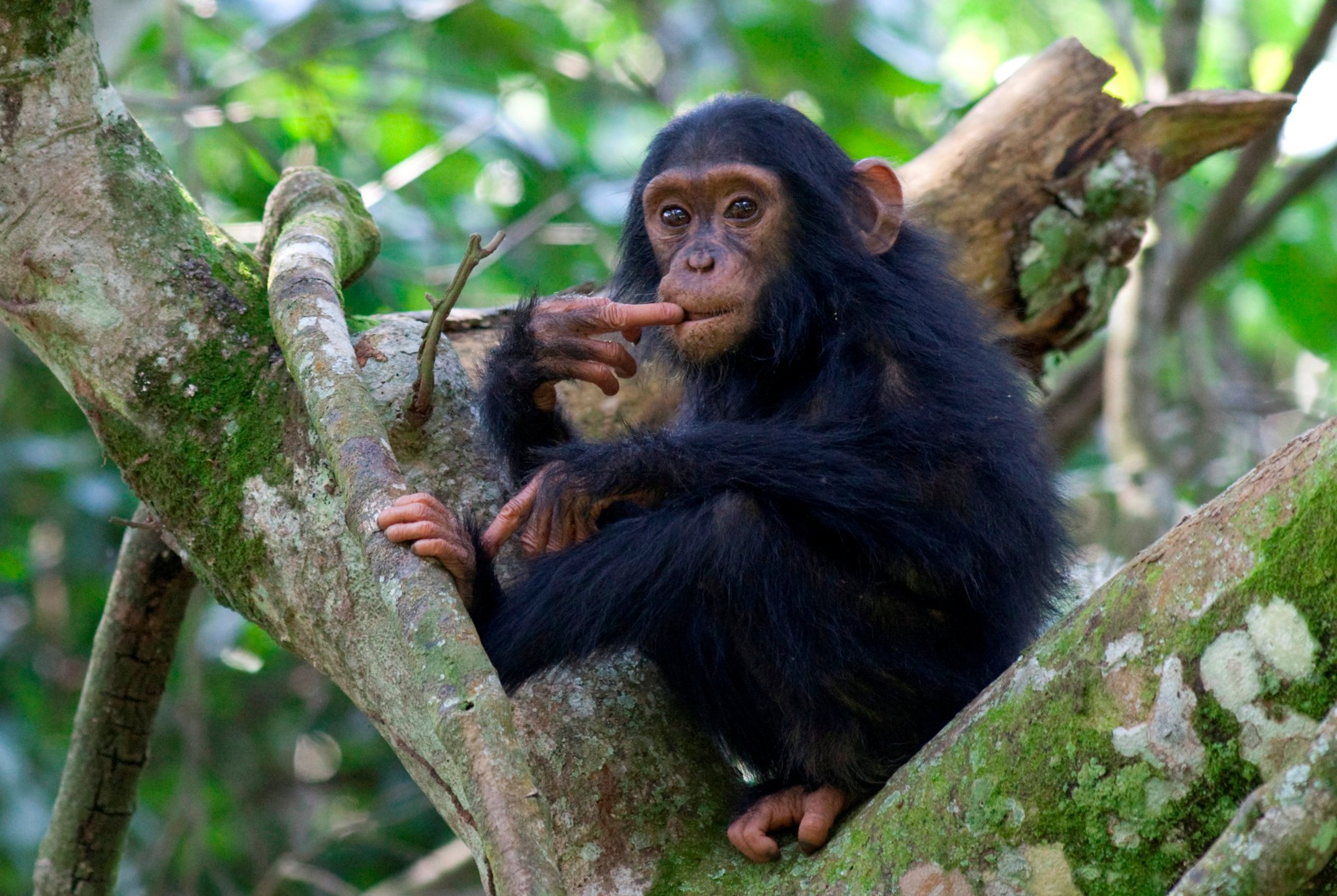 A chimp in Uganda