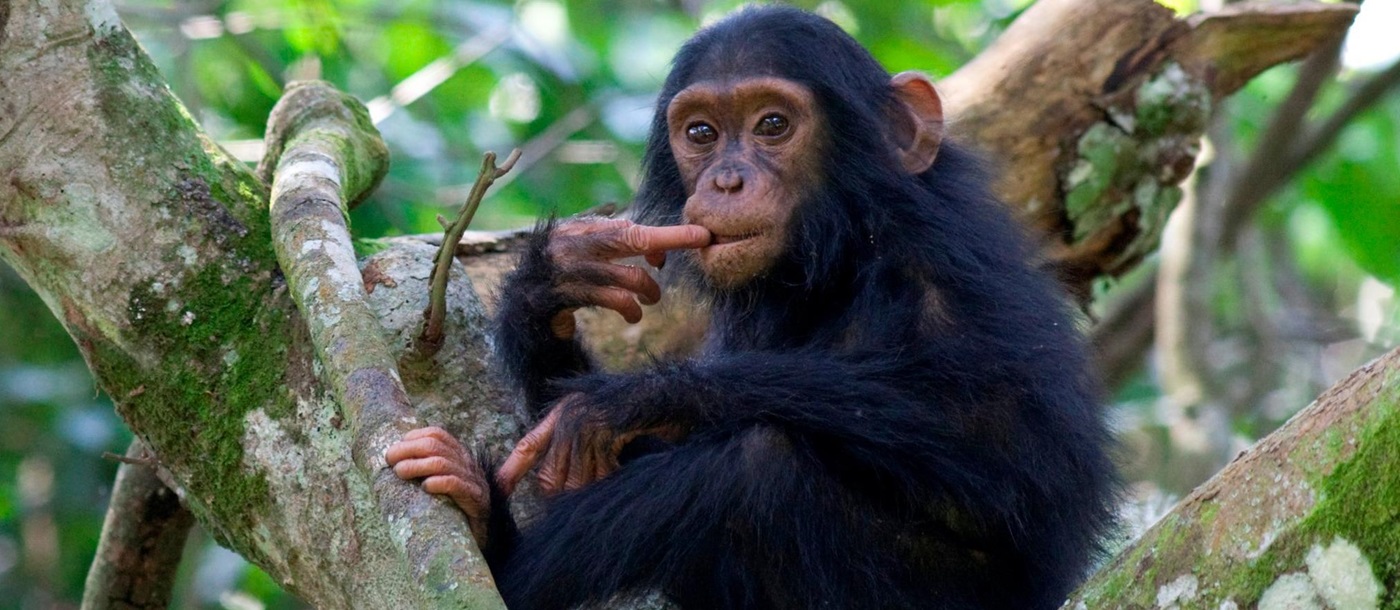 A chimp in Uganda