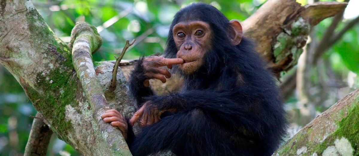 A chimp in Uganda