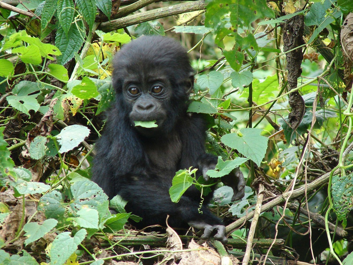 A baby mountain gorilla sitting in the Ugandan rainforest with a leaf in their mouth