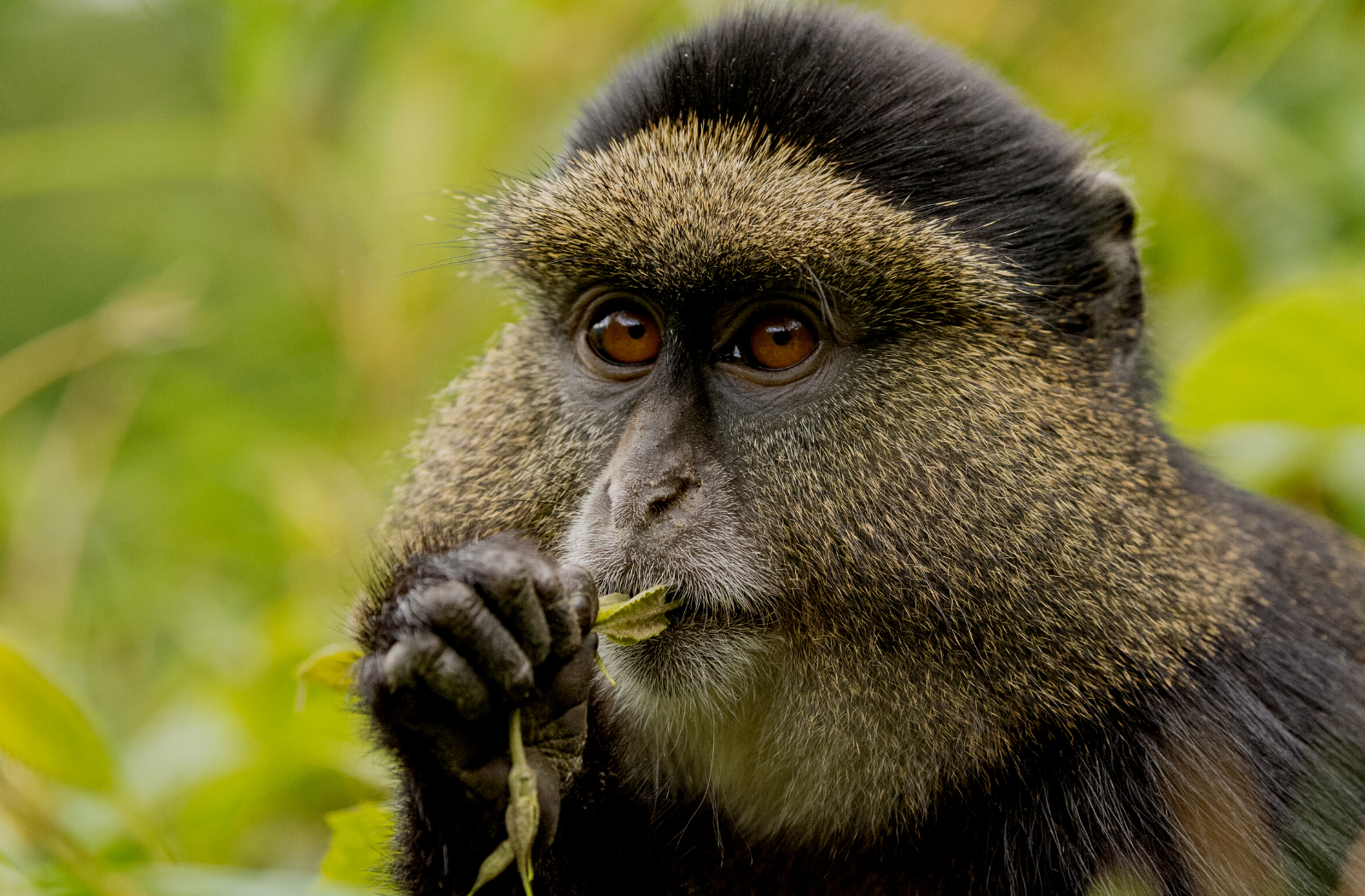 Golden monkey in Uganda