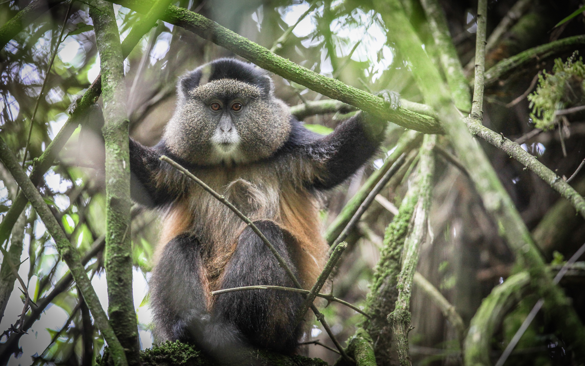 A golden monkey in Uganda
