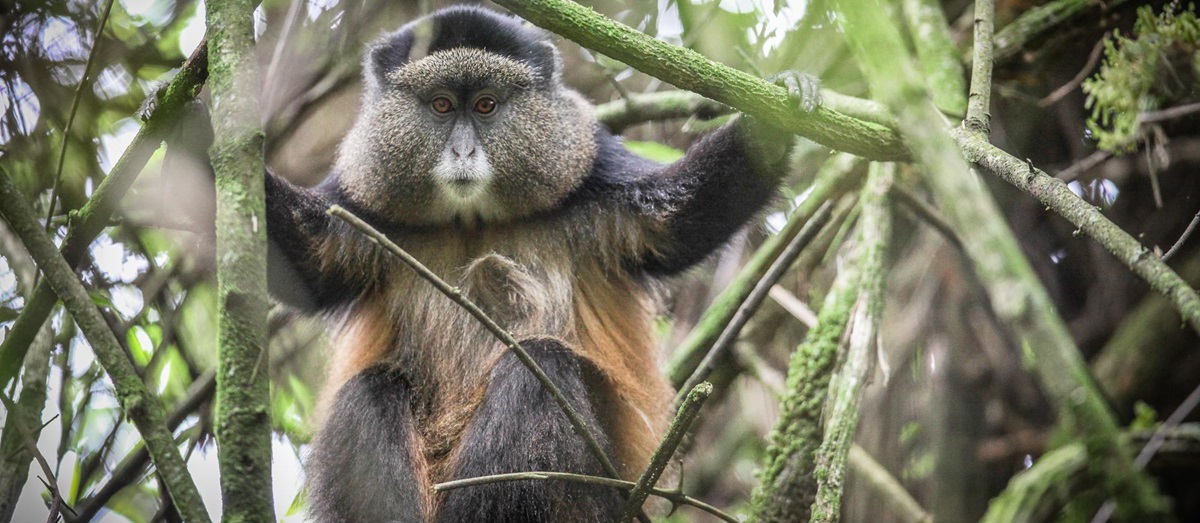 A golden monkey in Uganda
