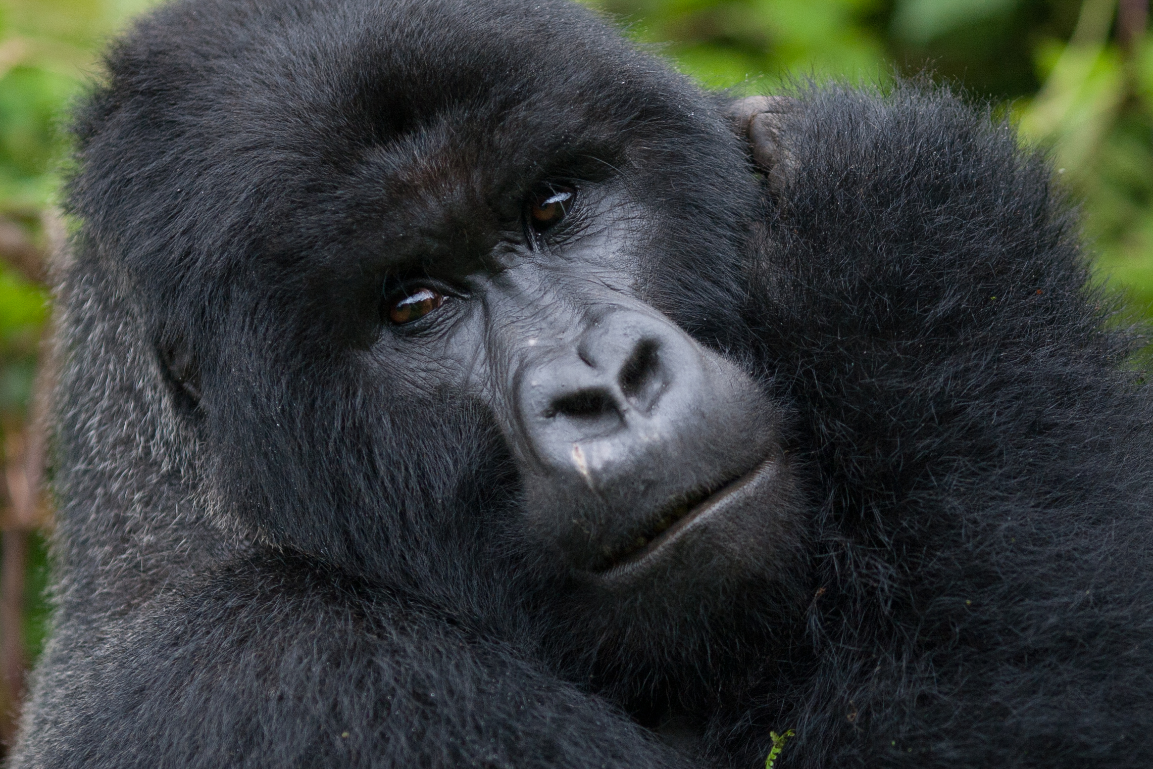 A gorilla in Uganda
