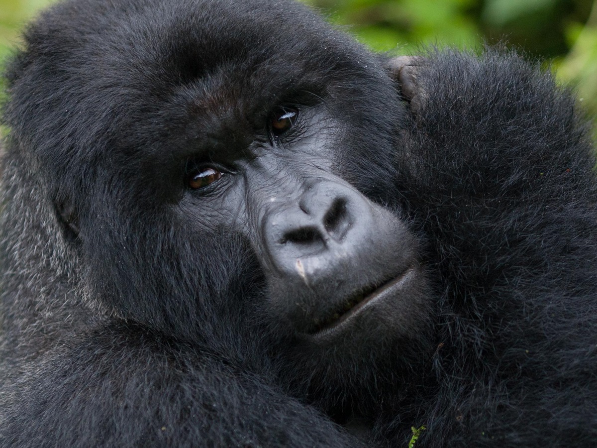 A gorilla in Uganda