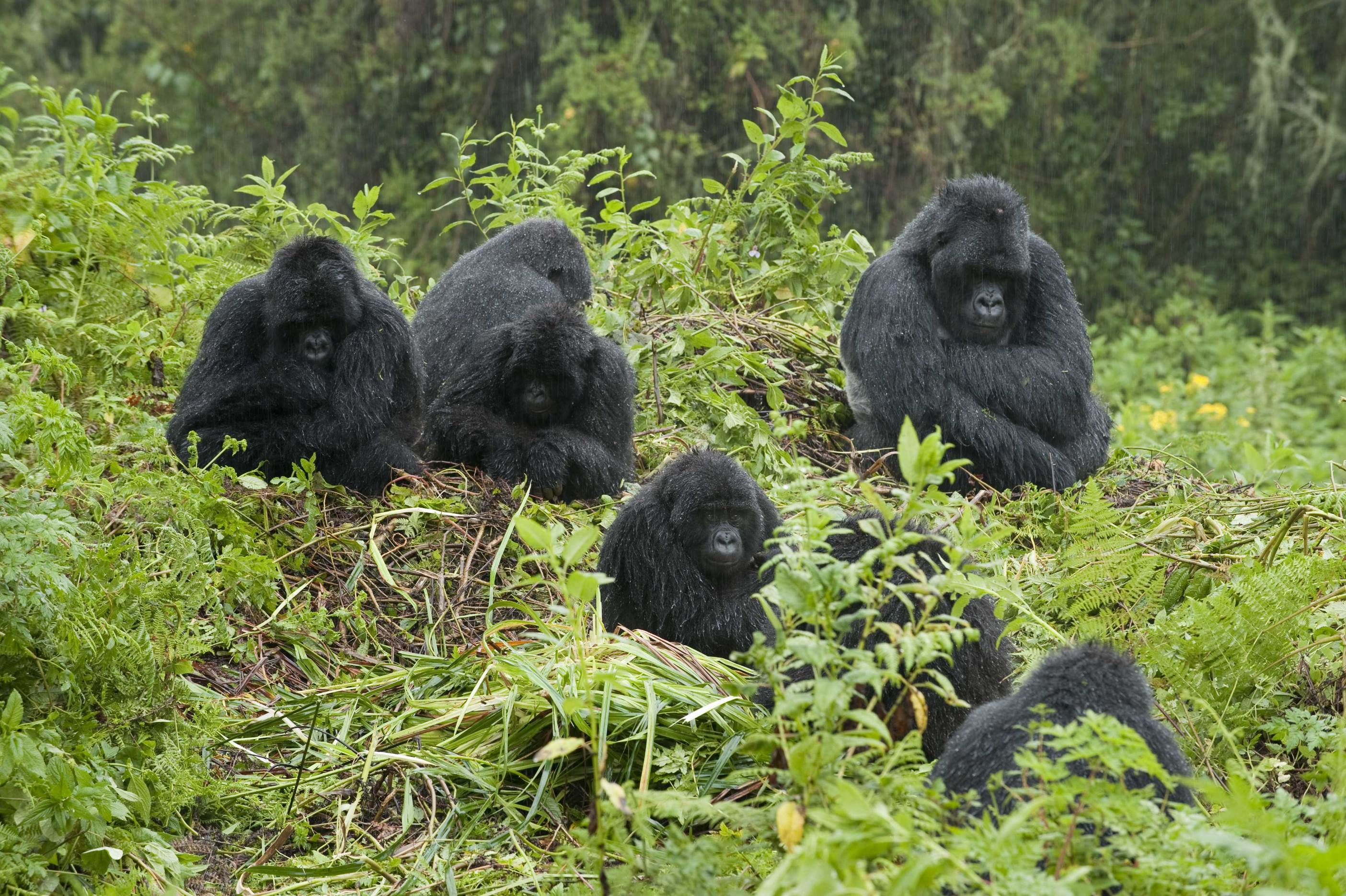 Gorilla tracking in Uganda