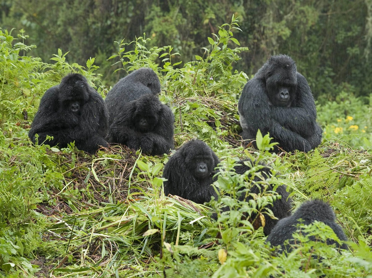 Gorilla tracking in Uganda