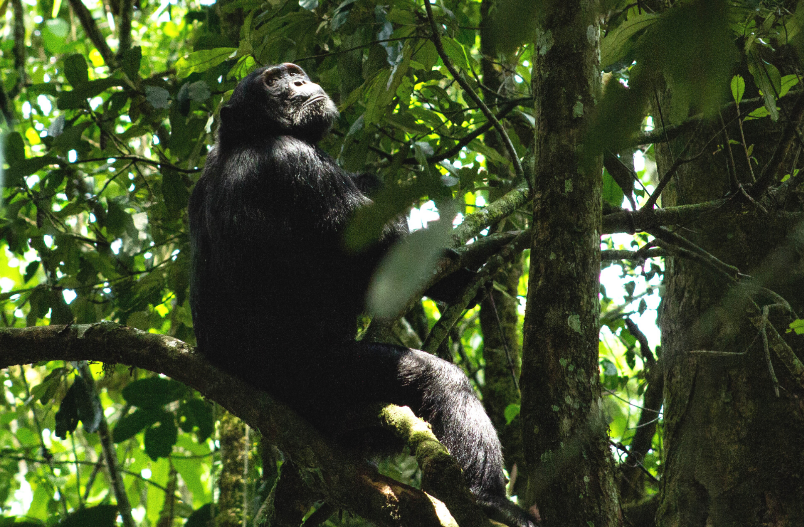 Chimp in Kibale National Park, Uganda