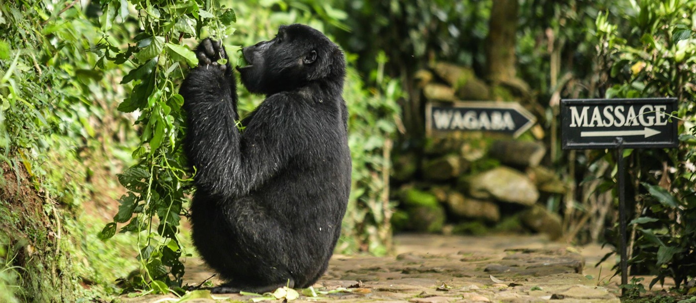 Gorilla close to Bwindi Lodge in Uganda