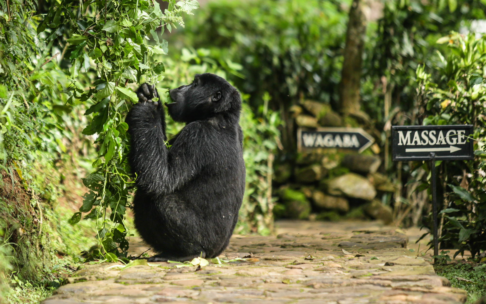 Gorilla close to Bwindi Lodge in Uganda