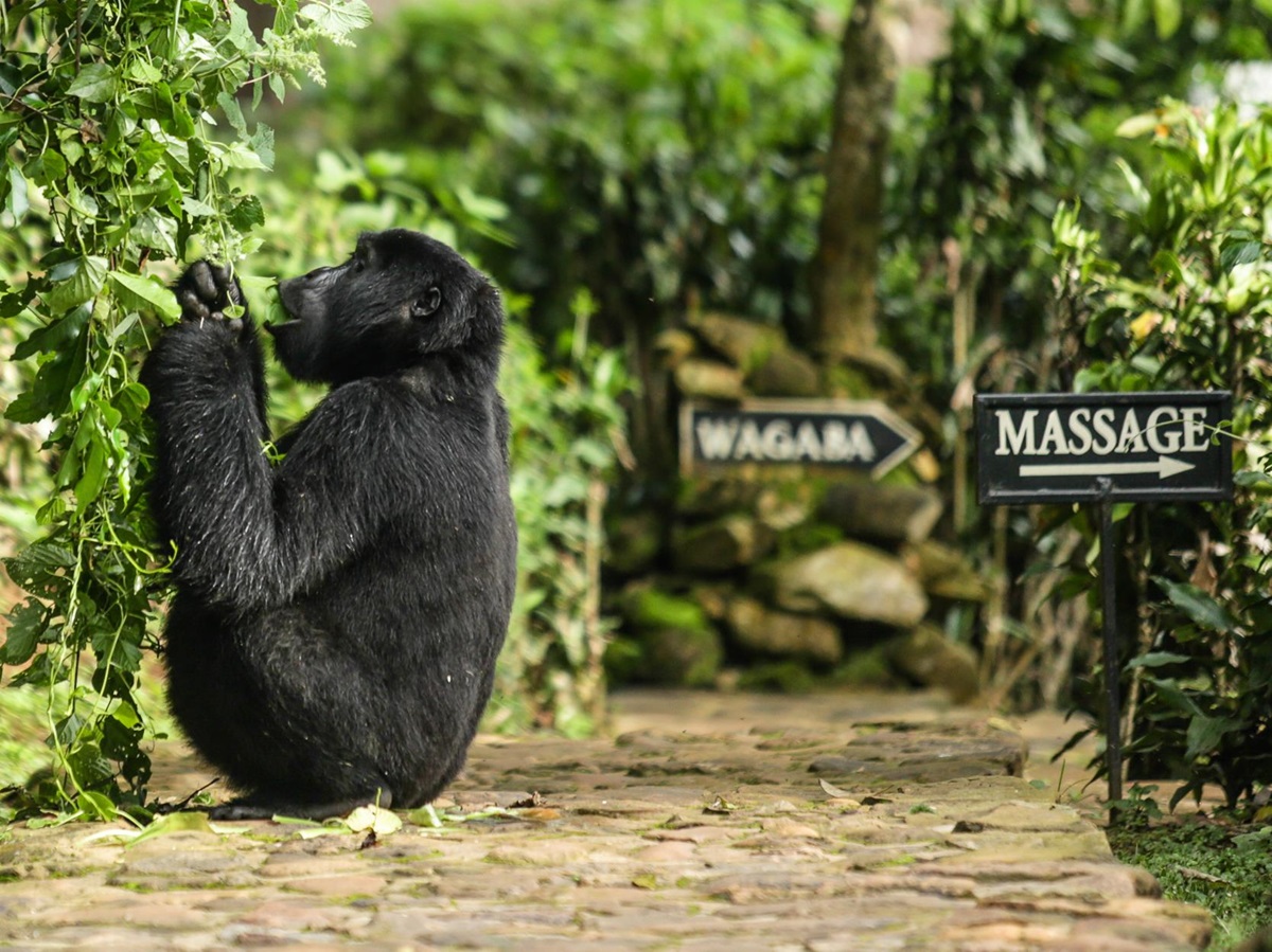Gorilla close to Bwindi Lodge in Uganda