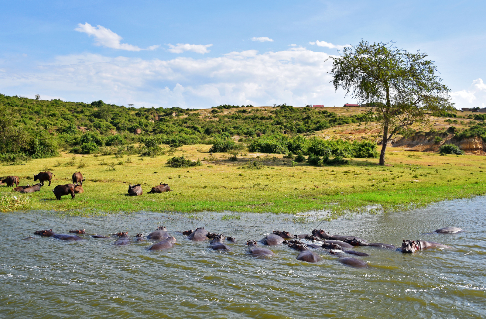 Hippo at Queen Elizabeth National Park, Uganda