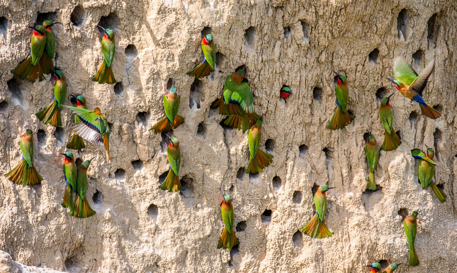 Bright and colourful bee-eater birds feeding at a lick in Uganda