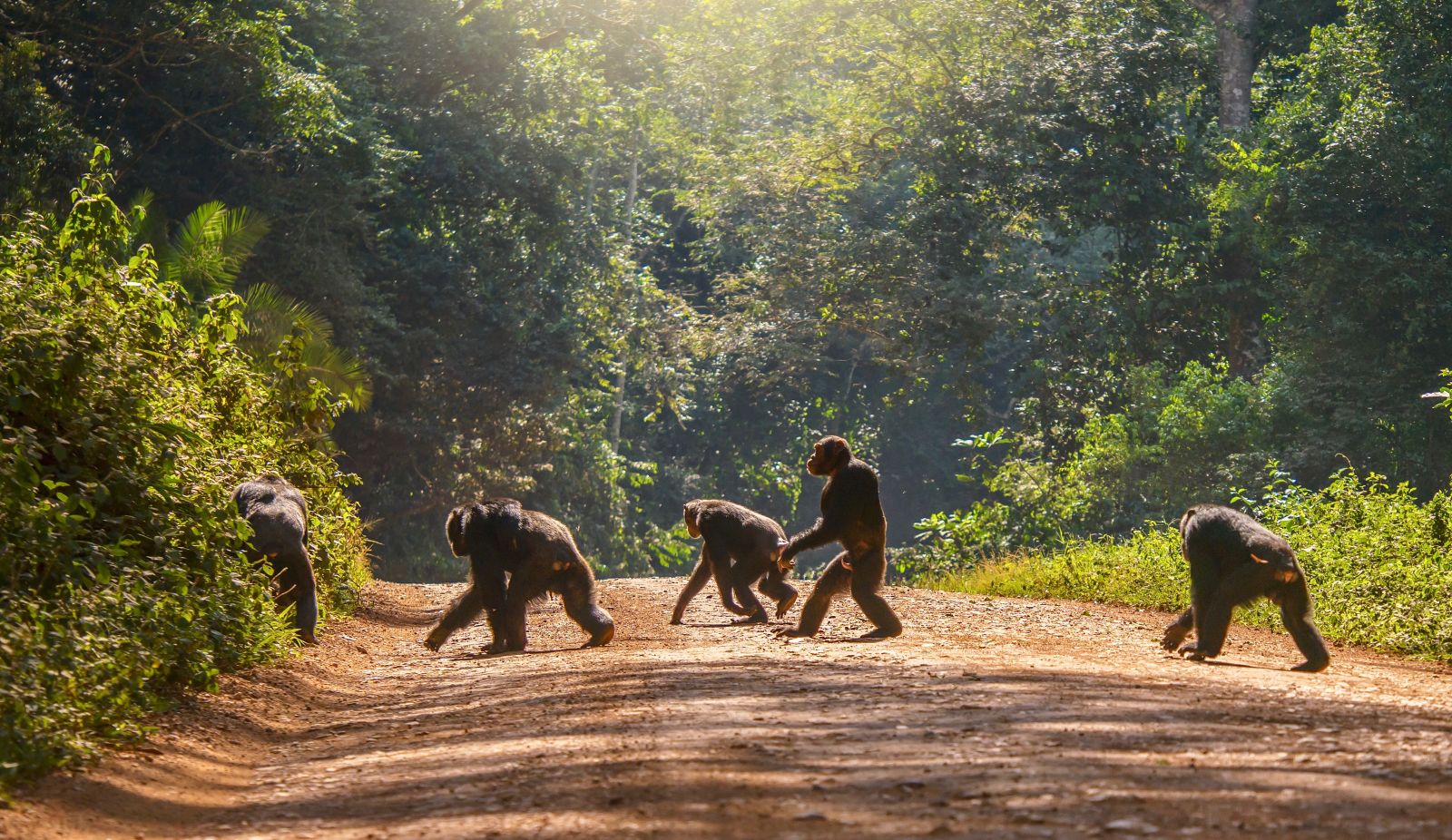 Group of chimps crossing the road in a forest reserve in Uganda