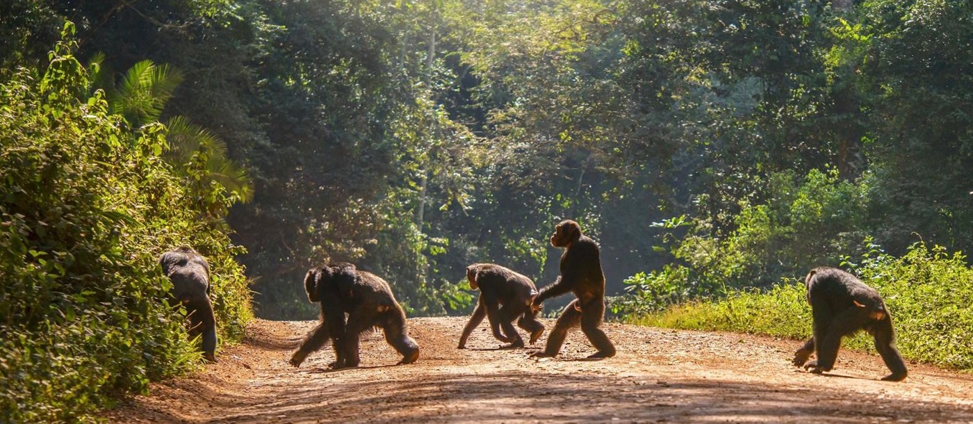 Group of chimps crossing the road in a forest reserve in Uganda