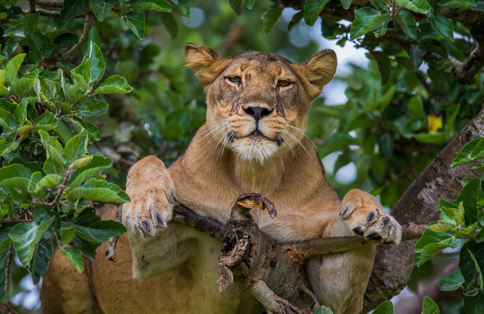 A lioness in the trees in the forests of Uganda