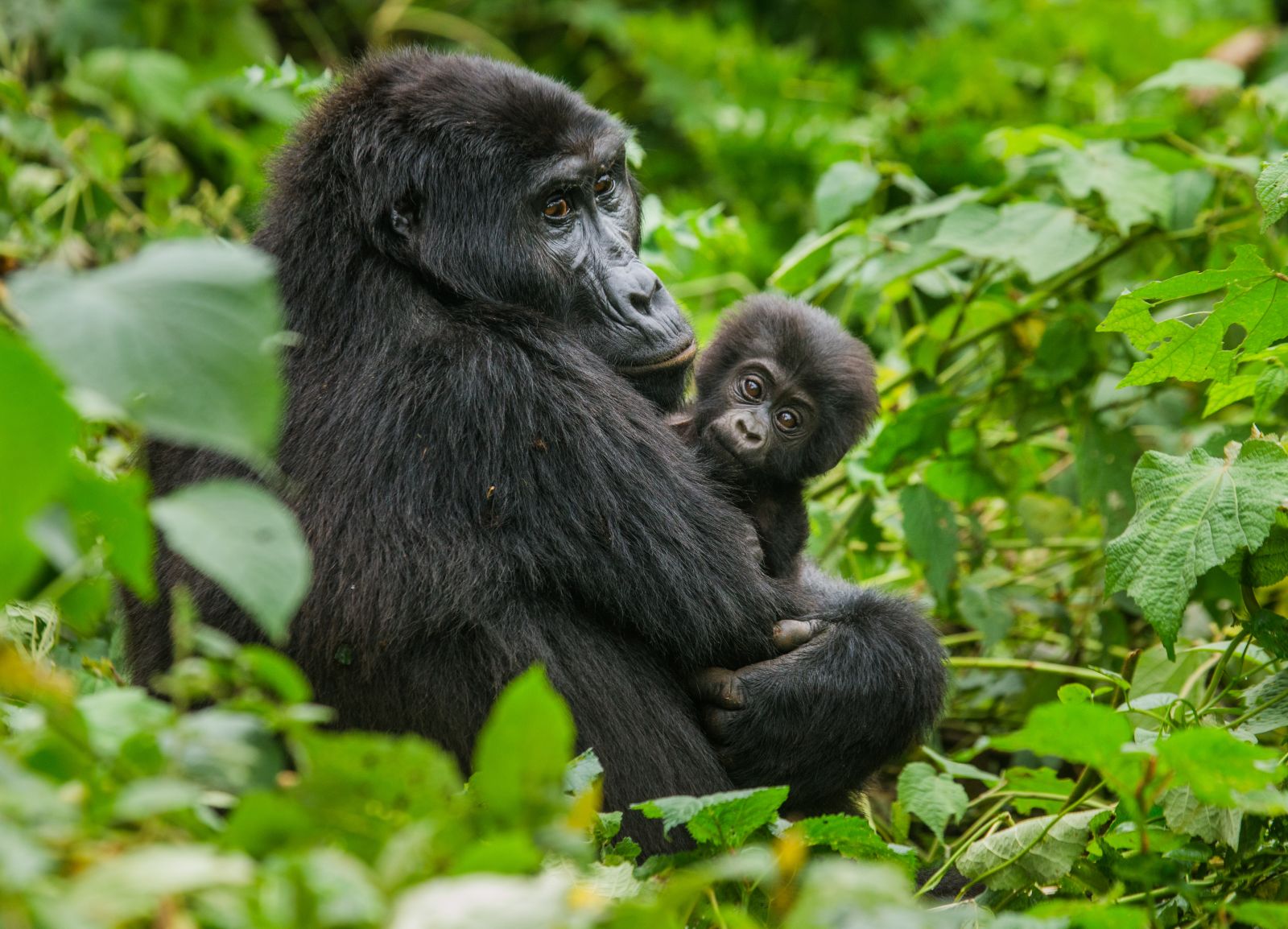 A mountain gorilla and baby in the forests of Uganda
