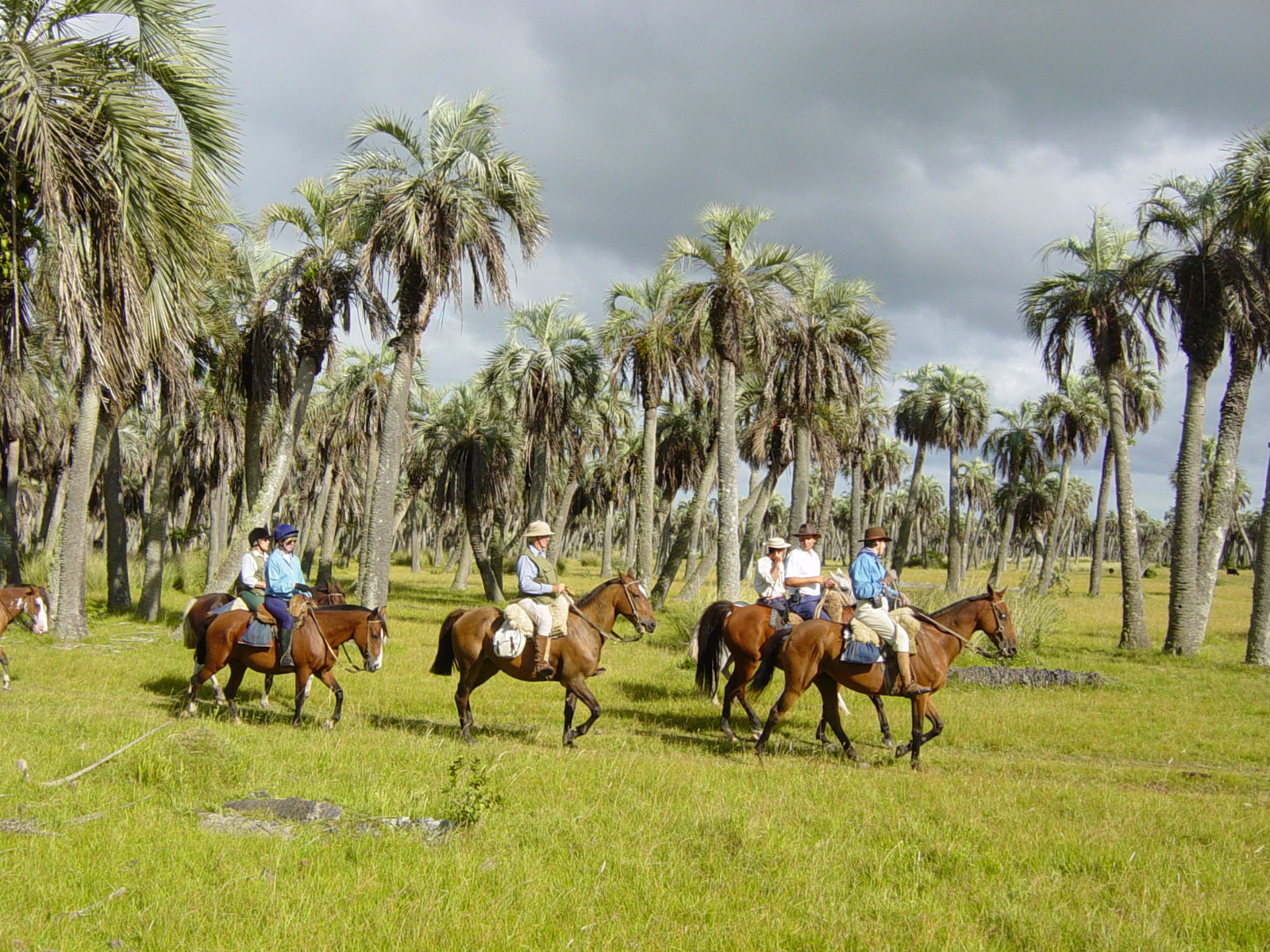 Four horseriders with palmtrees near Estancia, Uruguay