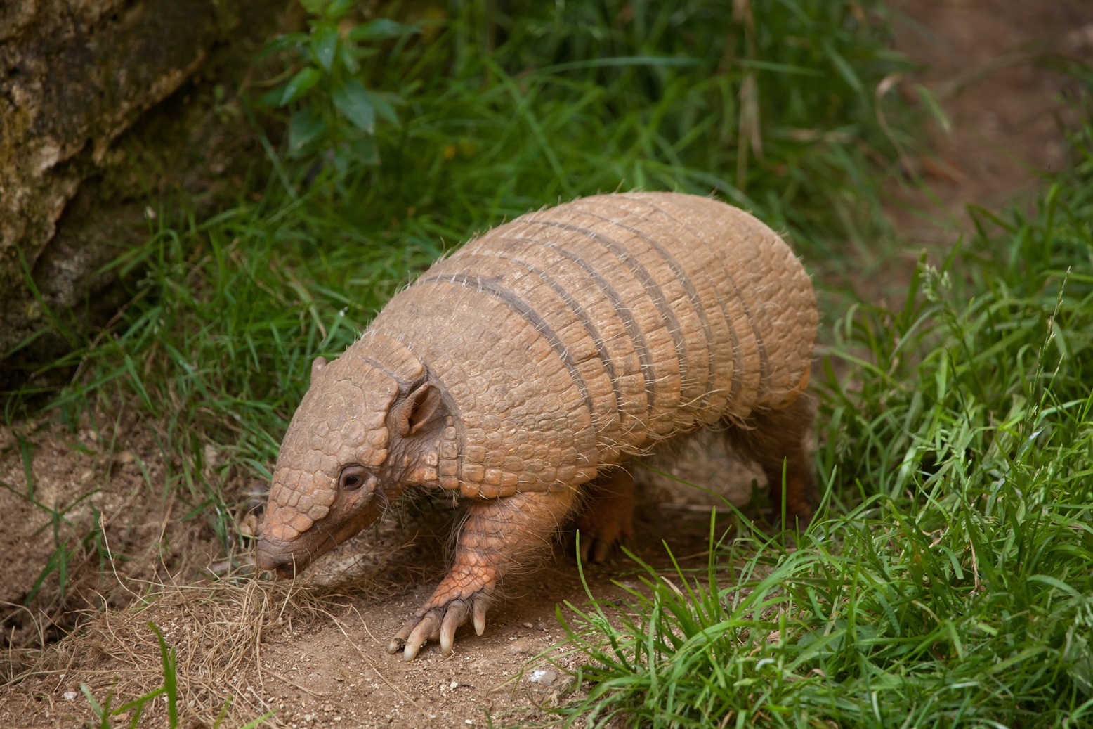 Armadillo seen in Uruguay