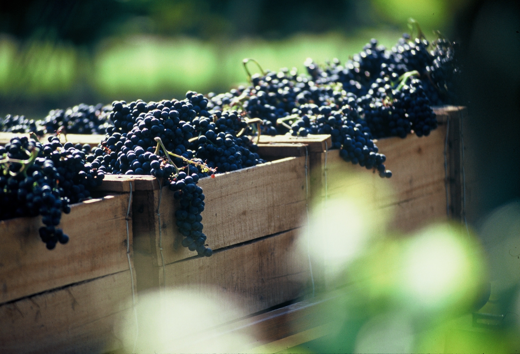 Grapes in boxes, Uruguay