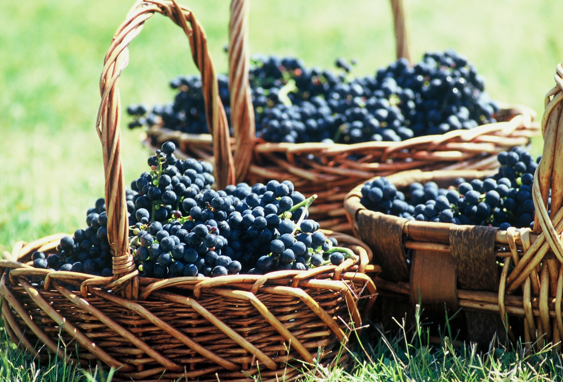 Red grapes in baskets, Uruguay