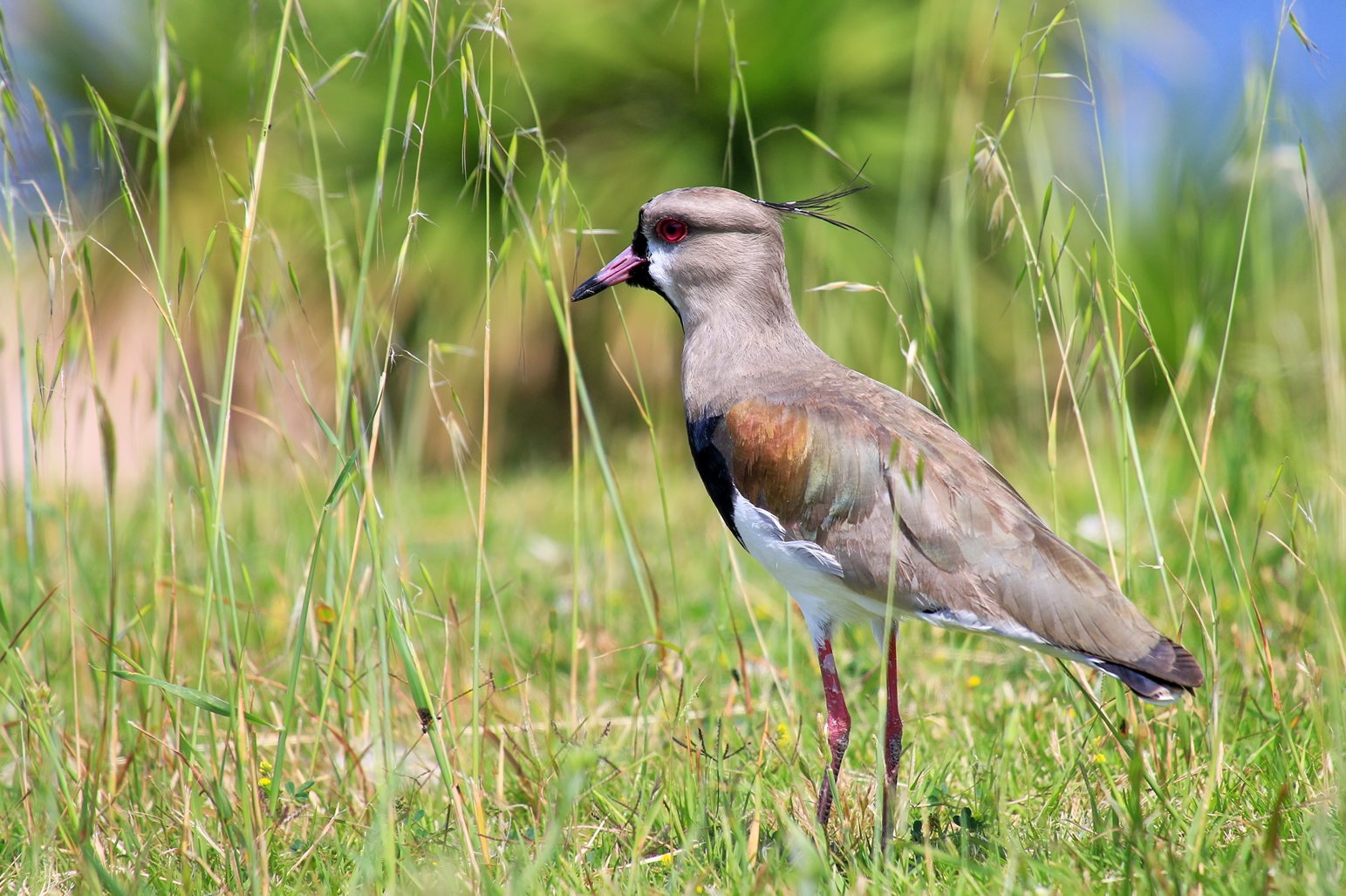 Southern lapwing, Uruguay