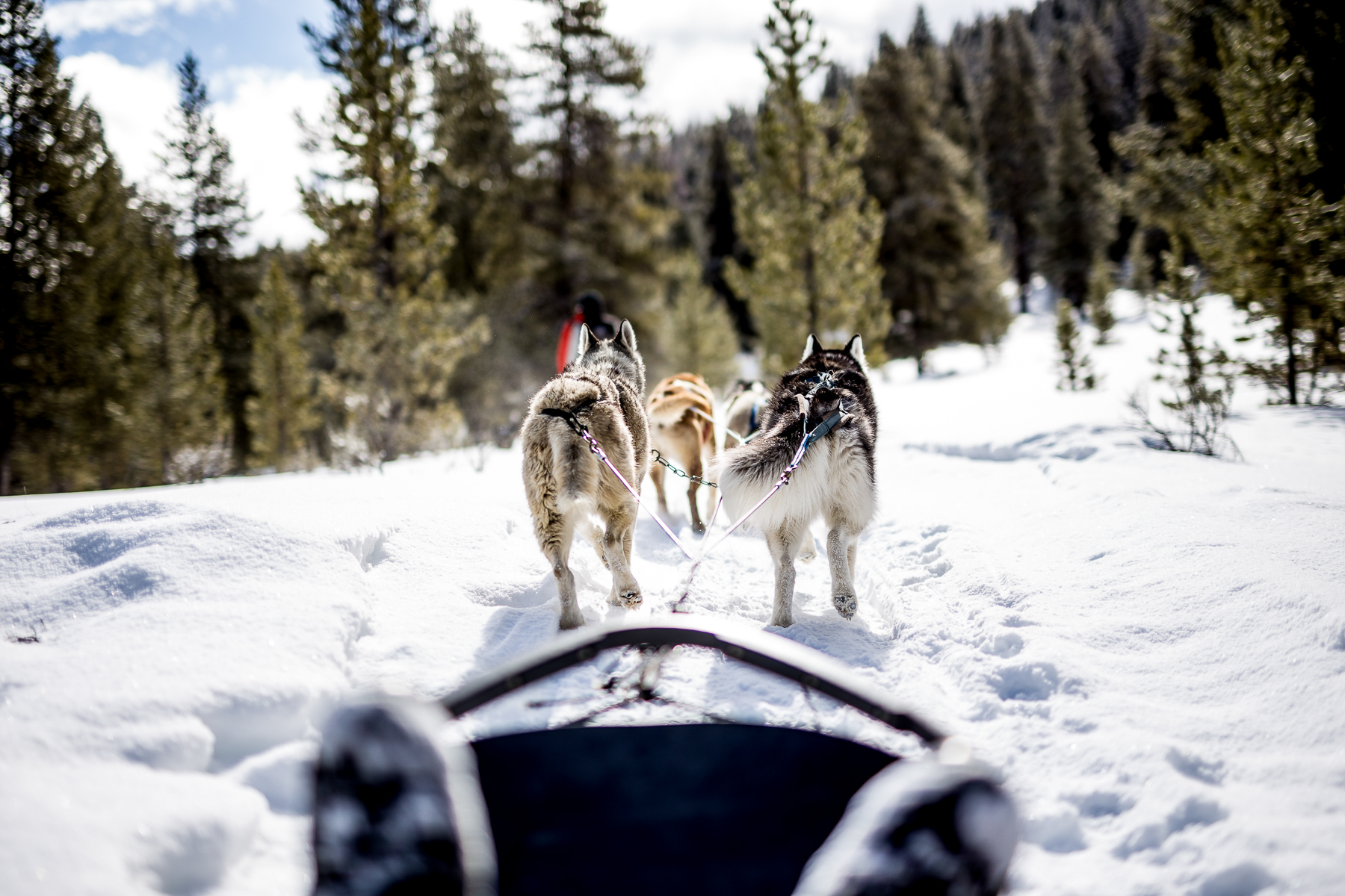 Dogs pulling a sled through the snow at Lone Mountain Ranch in Montana
