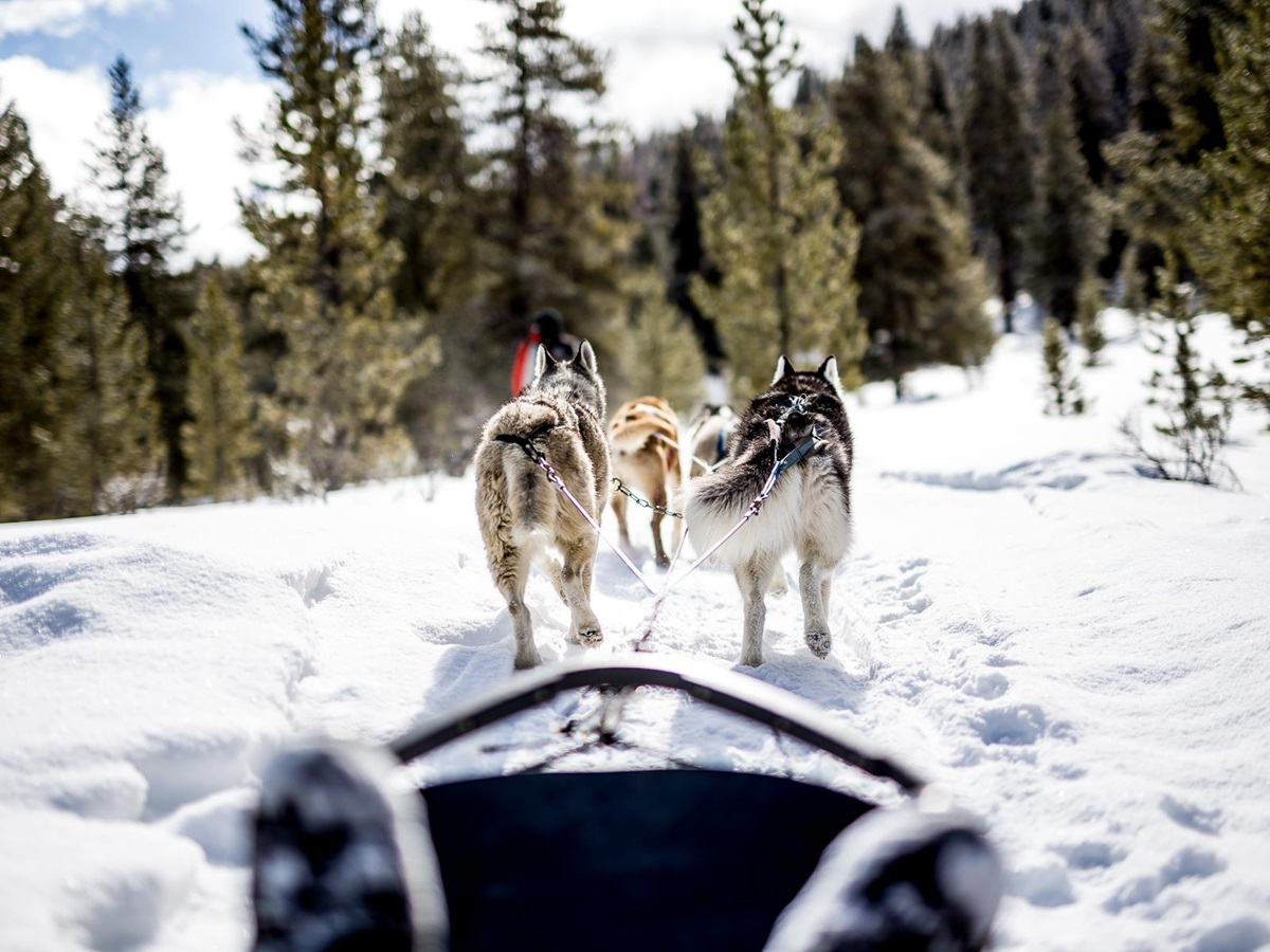 Dogs pulling a sled through the snow at Lone Mountain Ranch in Montana