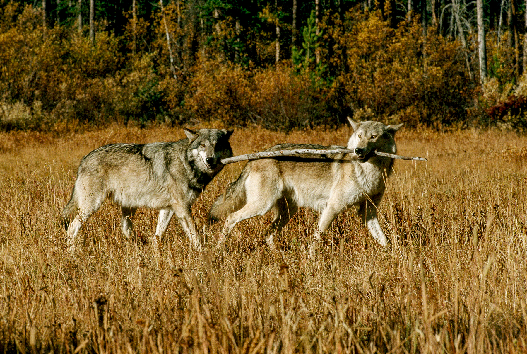 Wolves spotted on the grounds of Lone Mountain Ranch in Montana