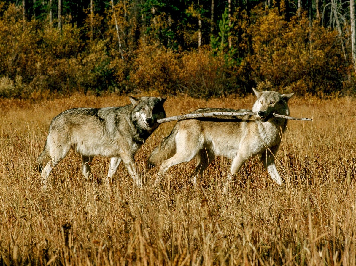 Wolves spotted on the grounds of Lone Mountain Ranch in Montana