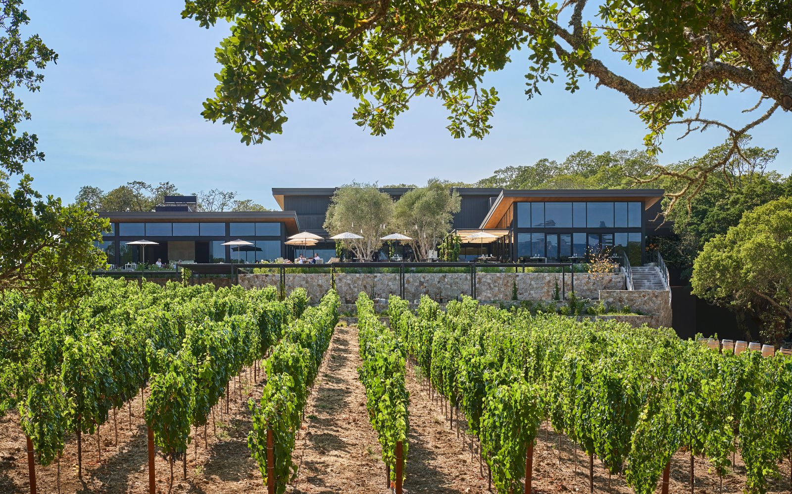Vineyard on the grounds of Montage Healdsburg in Sonoma, California