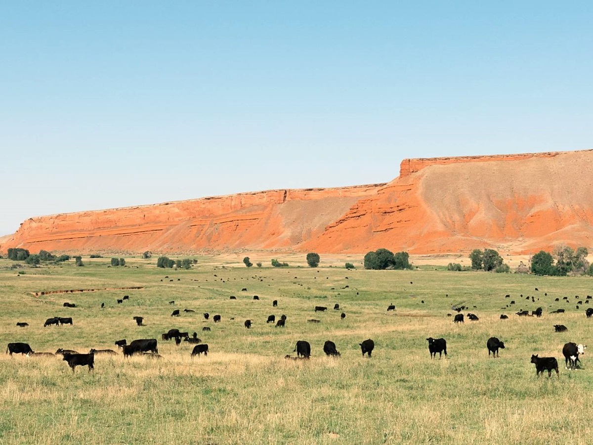 Cattle field at Paintrock Canyon Ranch in Wyoming. Photo: Brennan Cira